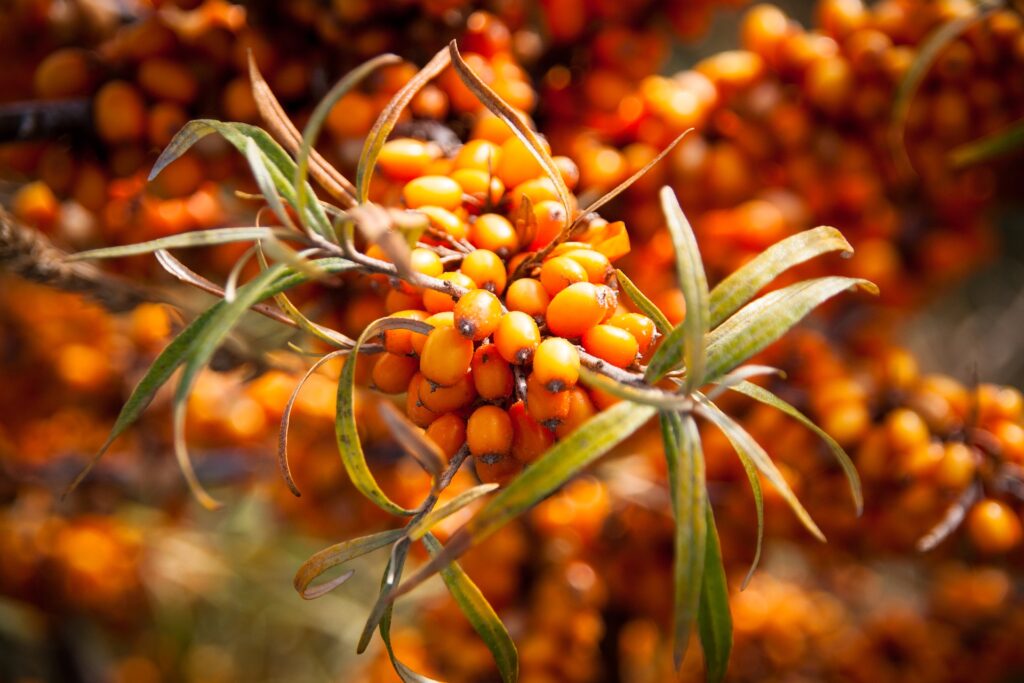 облепиха free 2