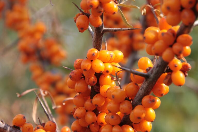 облепиха free 3