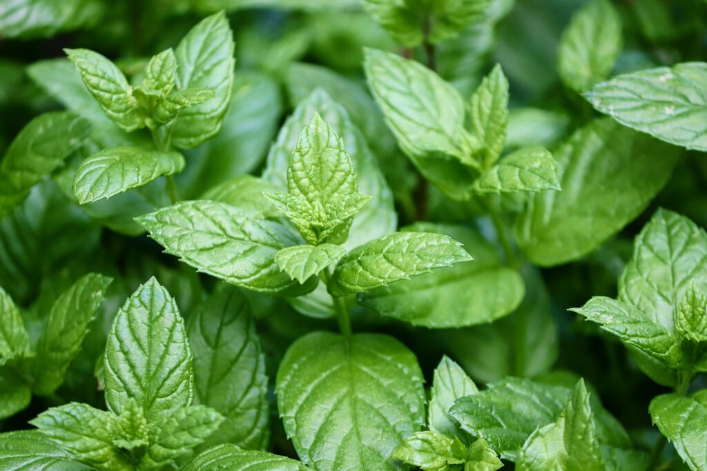 mint free 4