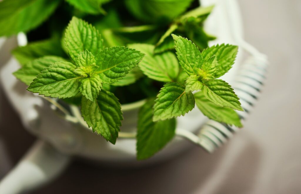 mint free 5