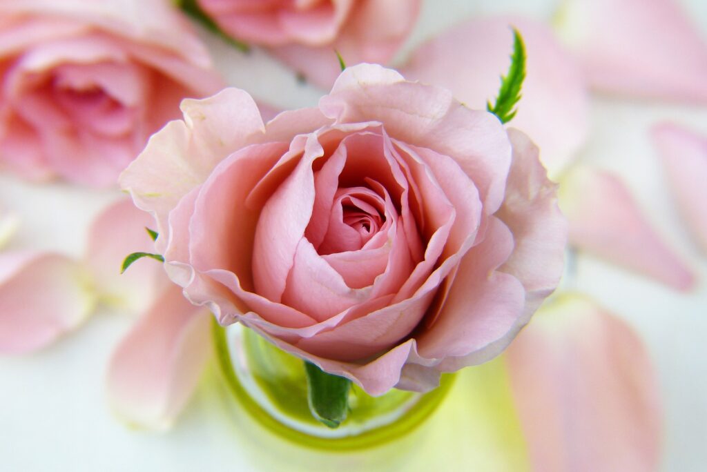 rose water free 9