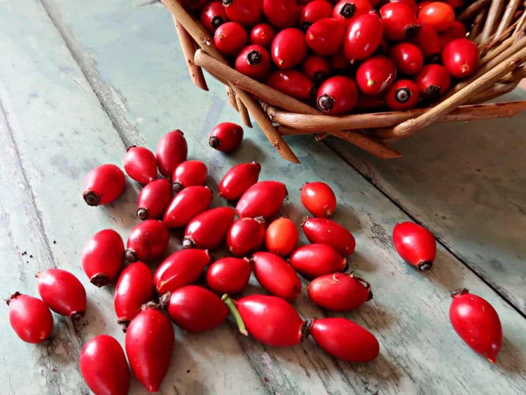 rosehip liqueur 01