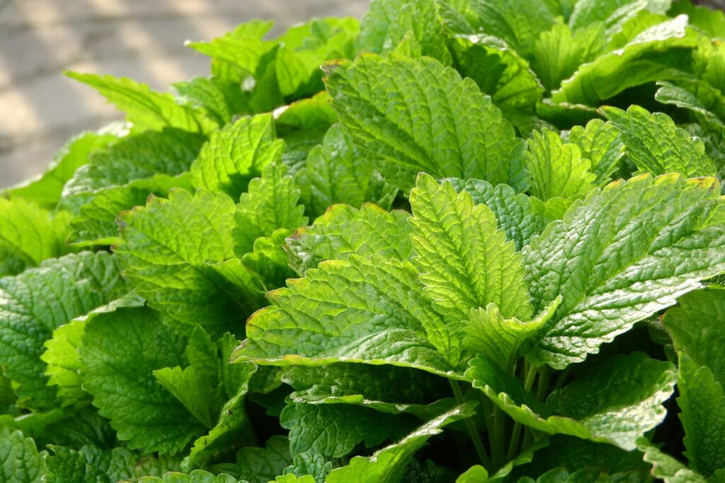 Флорална вода от Маточина
